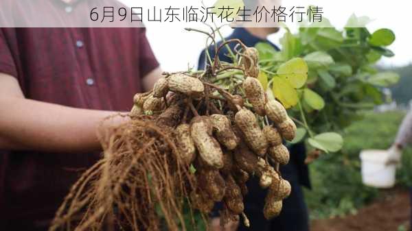 山东花生米价格行情最新分析